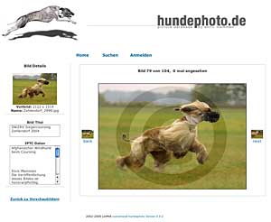 hundephoto